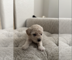 Small #3 Bichpoo