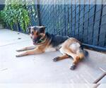 Small #1 German Shepherd Dog Mix