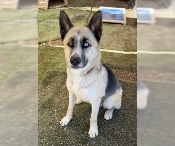 Medium Photo #3 Gerberian Shepsky Puppy For Sale in Ventura, CA, USA