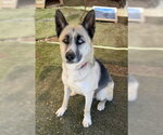 Small #2 Gerberian Shepsky
