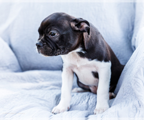 Medium Photo #14 Boston Terrier Puppy For Sale in WAKARUSA, IN, USA