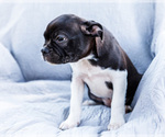 Small Photo #14 Boston Terrier Puppy For Sale in WAKARUSA, IN, USA