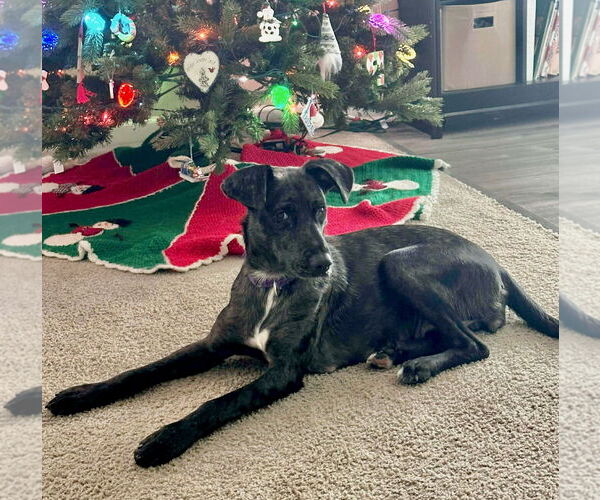 Medium Photo #2 Catahoula Leopard Dog-Labrador Retriever Mix Puppy For Sale in GILBERTS, IL, USA