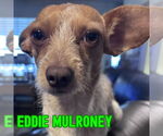 Small #2 Dachshund Mix