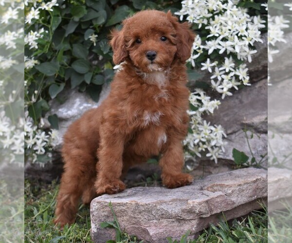 View Ad: Cockapoo-Poodle (Miniature) Mix Puppy for Sale near ...