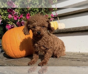 Father of the Poodle (Toy) puppies born on 11/28/2025