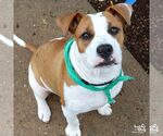 Small #1 Boxer Mix