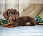 Puppy Dozer Dachshund