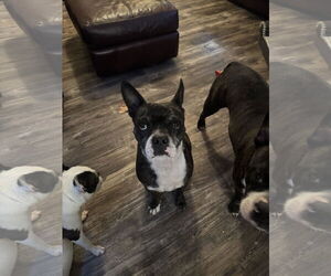 Boston Terrier-Boxer Mix Dogs for adoption in Gulfport, MI, USA