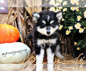 Pomsky Puppy for sale in ADOLPHUS, KY, USA