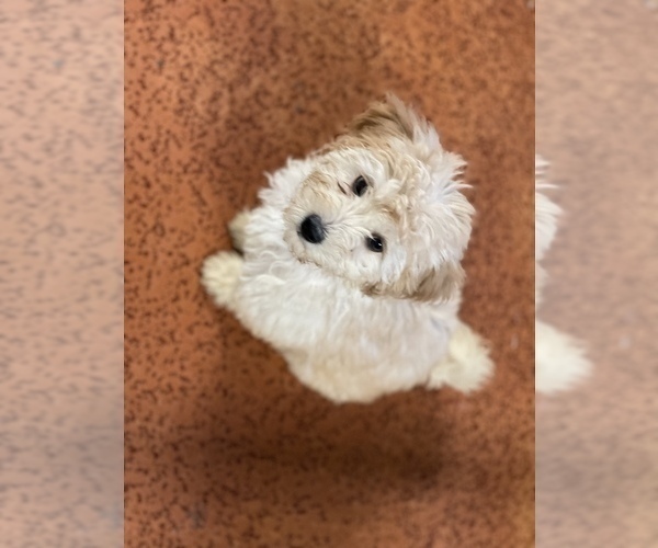 Medium Photo #14 Maltese Puppy For Sale in NEWPORT BEACH, CA, USA