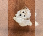 Small Photo #14 Maltese Puppy For Sale in NEWPORT BEACH, CA, USA