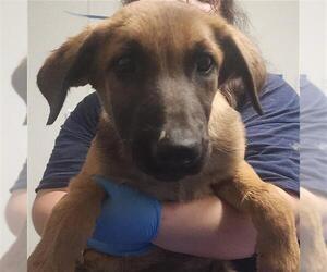 German Shepherd Dog-Unknown Mix Dogs for adoption in Bakersfield, CA, USA