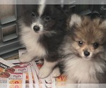 Small Pomeranian
