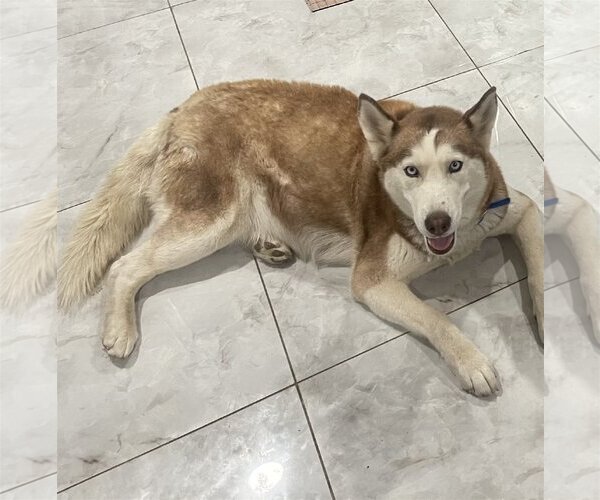 Medium Photo #2 Huskies -Unknown Mix Puppy For Sale in Dana Point, CA, USA
