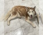 Small #1 Huskies  Mix