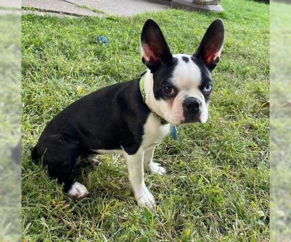 Medium Photo #2 Boston Terrier Puppy For Sale in Minneapolis, MN, USA