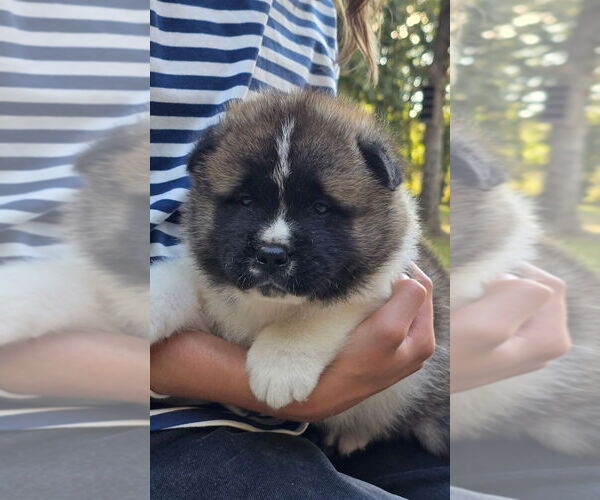 Medium Photo #40 Akita Puppy For Sale in STRAFFORD, MO, USA