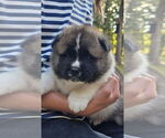 Small Photo #40 Akita Puppy For Sale in STRAFFORD, MO, USA