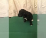 Small Photo #6 Portuguese Water Dog Puppy For Sale in BROOKFIELD, WI, USA