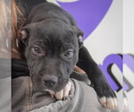 Small #3 American Staffordshire Terrier Mix