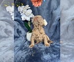 Small #2 French Bulldog