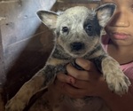 Small #4 Australian Cattle Dog