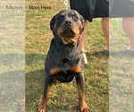 Small Photo #13 Rottweiler Puppy For Sale in BRADFORD, NY, USA