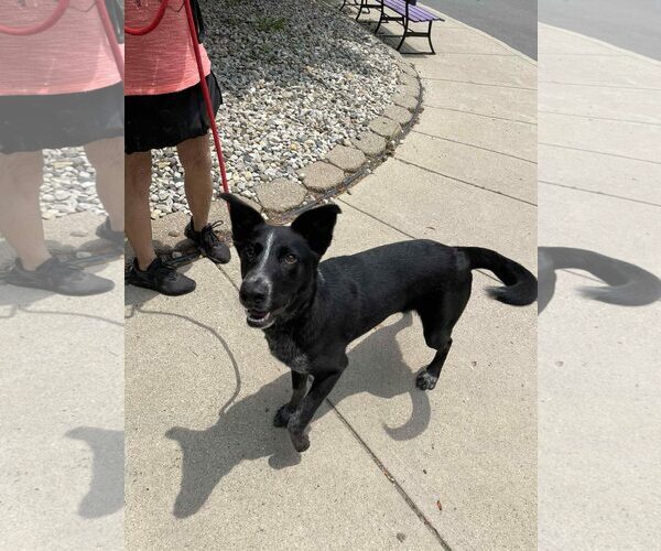 Medium Photo #6 Border Collie-Unknown Mix Puppy For Sale in Highland, IL, USA
