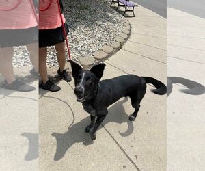 Louie - Male Border Collie-Unknown Mix Dog for Adoption - Photo #6