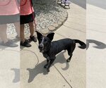Small #5 Border Collie Mix
