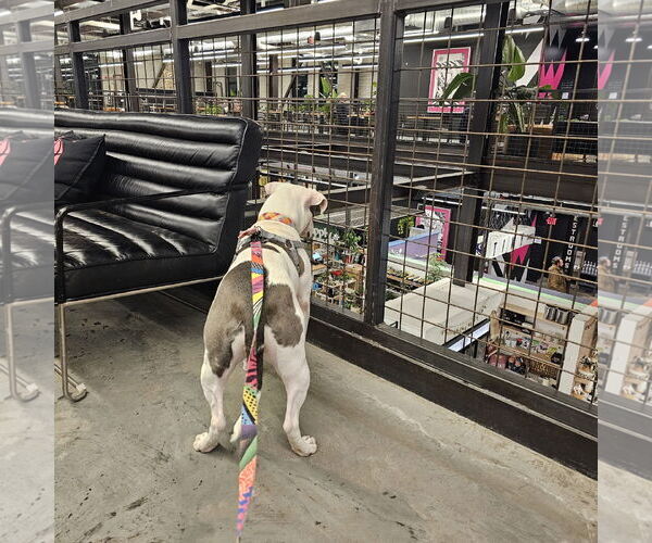 Medium Photo #7 Mutt Puppy For Sale in Fargo, ND, USA