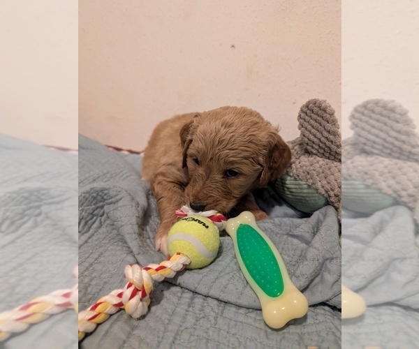 Medium Photo #3 Goldendoodle Puppy For Sale in ASHFORD, WA, USA