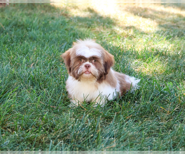 Medium Photo #7 Shih Tzu Puppy For Sale in SYRACUSE, IN, USA