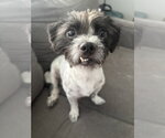 Small #2 Maltese Mix