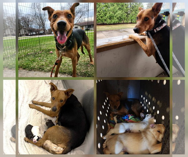 Medium Photo #4 Australian Kelpie-Unknown Mix Puppy For Sale in New London, WI, USA