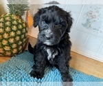 Small Photo #5 Portuguese Water Dog Puppy For Sale in LAKEVIEW, MI, USA