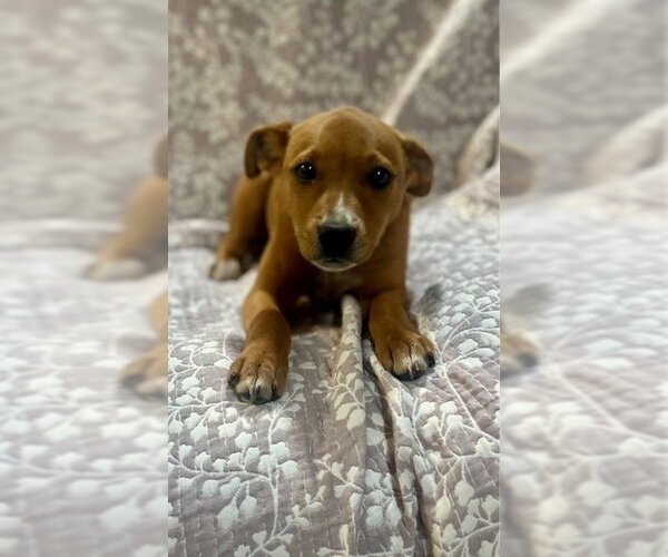 Medium Photo #1 Mutt Puppy For Sale in Sterling, MA, USA