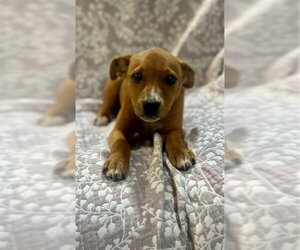 Mutt Dogs for adoption in Sterling, MA, USA