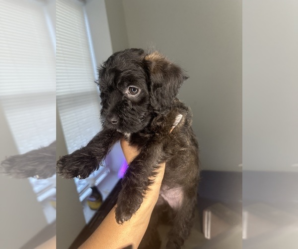 Medium Photo #4 Cock-A-Poo-Jack Russell Terrier Mix Puppy For Sale in EAST ORANGE, NJ, USA