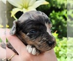 Small #5 Aussiedoodle Miniature 