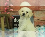 Small Photo #5 Goldendoodle Puppy For Sale in KARLSTAD, MN, USA