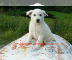 Small #2 German Shepherd Dog