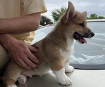 Small Photo #21 Pembroke Welsh Corgi Puppy For Sale in BRYAN, TX, USA
