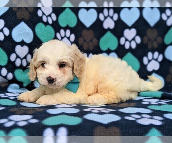 Medium Photo #4 Cavachon-Poodle (Toy) Mix Puppy For Sale in QUARRYVILLE, PA, USA