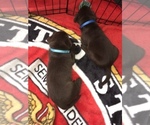 Small Photo #22 Labrador Retriever Puppy For Sale in CLEARWATER, FL, USA