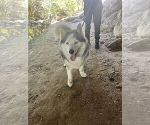 CARLY - Female Mutt Dog for Adoption - Photo #6