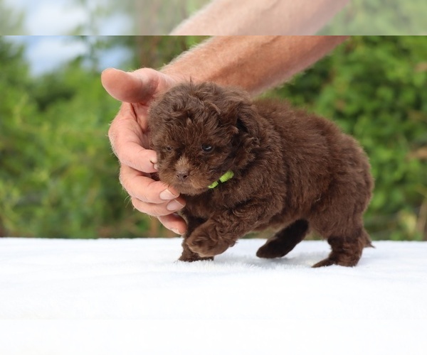 Medium Photo #16 ShihPoo Puppy For Sale in DYERSBURG, TN, USA