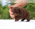 Small #15 ShihPoo
