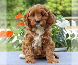 Cavapoo Puppy for sale in EAST EARL, PA, USA